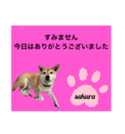 シバ犬のさくらさんの「すみません」➕α（個別スタンプ：5）