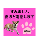 シバ犬のさくらさんの「すみません」➕α（個別スタンプ：6）