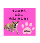 シバ犬のさくらさんの「すみません」➕α（個別スタンプ：7）