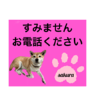 シバ犬のさくらさんの「すみません」➕α（個別スタンプ：8）