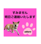 シバ犬のさくらさんの「すみません」➕α（個別スタンプ：10）