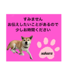 シバ犬のさくらさんの「すみません」➕α（個別スタンプ：11）