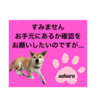 シバ犬のさくらさんの「すみません」➕α（個別スタンプ：12）