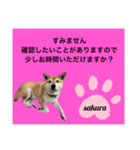 シバ犬のさくらさんの「すみません」➕α（個別スタンプ：13）