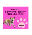 シバ犬のさくらさんの「すみません」➕α（個別スタンプ：14）