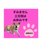 シバ犬のさくらさんの「すみません」➕α（個別スタンプ：15）