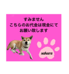 シバ犬のさくらさんの「すみません」➕α（個別スタンプ：16）