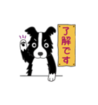 つかいやすい！ボーダーコリースタンプ（個別スタンプ：13）