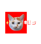 うーちゃんだ（個別スタンプ：1）