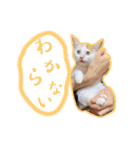 うーちゃんだ（個別スタンプ：4）