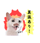 うーちゃんだ（個別スタンプ：12）