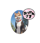 パンダと犬の面白スタンプ（個別スタンプ：9）