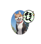 パンダと犬の面白スタンプ（個別スタンプ：11）