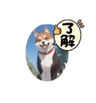 パンダと犬の面白スタンプ（個別スタンプ：12）