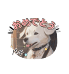パンダと犬の面白スタンプ（個別スタンプ：24）