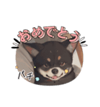 パンダと犬の面白スタンプ（個別スタンプ：28）