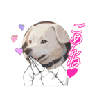 パンダと犬の面白スタンプ（個別スタンプ：30）