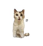 けいこさん！！（個別スタンプ：1）