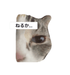 けいこさん！！（個別スタンプ：3）
