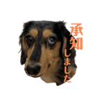 Mダックスのブラタン日常会話①charme（個別スタンプ：2）