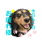 Mダックスのブラタン日常会話①charme（個別スタンプ：7）