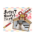 おしゃれな動物スタンプ（個別スタンプ：17）