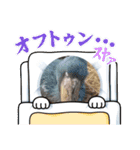 おしゃれな動物スタンプ（個別スタンプ：19）