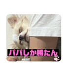 とうふ時々オクラ（個別スタンプ：1）
