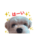 うごく！楽しく踊る犬2（個別スタンプ：8）