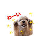 うごく！楽しく踊る犬2（個別スタンプ：12）