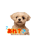 うごく！楽しく踊る犬2（個別スタンプ：17）