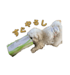 もち と申します（個別スタンプ：1）