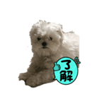 もち と申します（個別スタンプ：5）