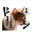 猫漫画スタンプ（個別スタンプ：4）