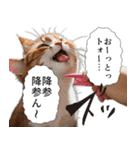 猫漫画スタンプ（個別スタンプ：12）