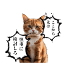 猫漫画スタンプ（個別スタンプ：21）