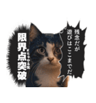 猫漫画スタンプ（個別スタンプ：24）