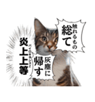 猫漫画スタンプ（個別スタンプ：26）