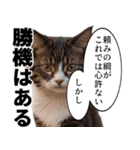 猫漫画スタンプ（個別スタンプ：28）