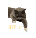 トム君チャンネルのスタンプ（個別スタンプ：3）