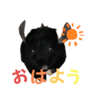 ぽころさんち（個別スタンプ：2）