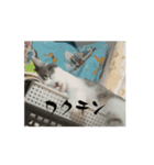 昆布盛り合わせ（個別スタンプ：12）