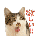 うずめの毎日3（個別スタンプ：1）