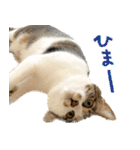 うずめの毎日3（個別スタンプ：4）
