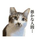 うずめの毎日3（個別スタンプ：8）