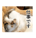 うずめの毎日3（個別スタンプ：23）
