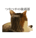 うずめの毎日3（個別スタンプ：29）