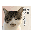 うずめの毎日3（個別スタンプ：30）