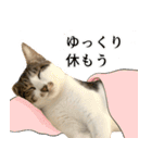 うずめの毎日3（個別スタンプ：36）