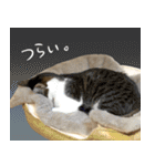 うずめの毎日3（個別スタンプ：37）